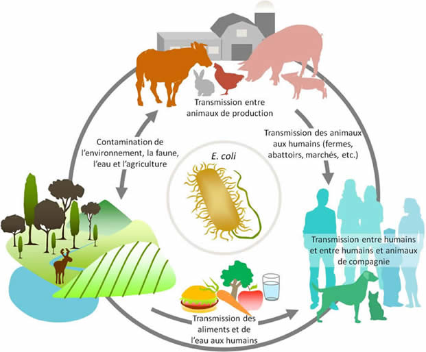E. coli Une seule santé
