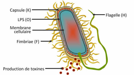 E. coli