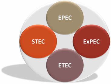 E. coli pathotypes