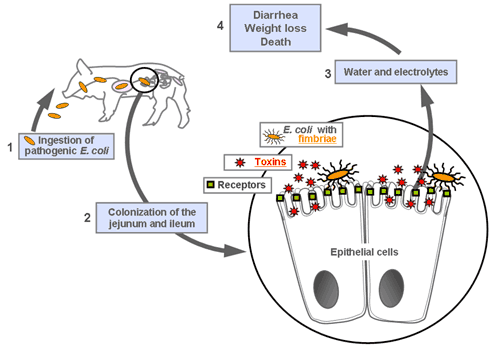 are all bacteria pathogenic