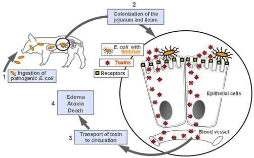 What are the causes and symptoms of E. coli?