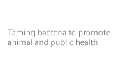 Taming bacteria to promote animal and public health